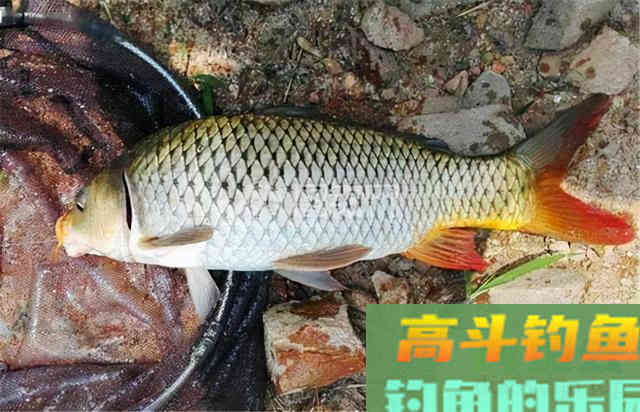 除了鲫鱼,试试这几种目标鱼,冬季给口也很好 除了鲫鱼,试试这几种目标鱼,冬季给口也很好