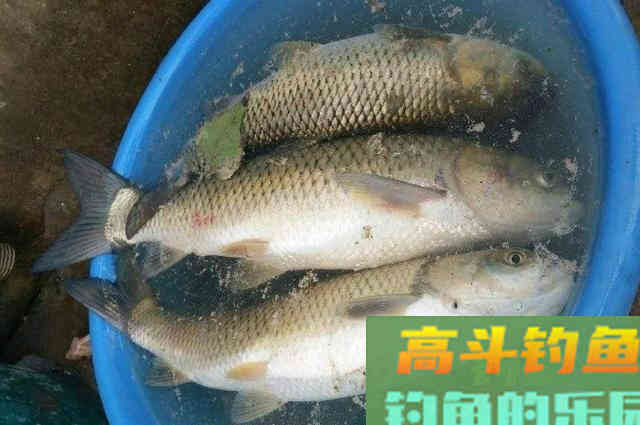 天热，草鱼就怕上钩，无奈之下只好用这秘诀