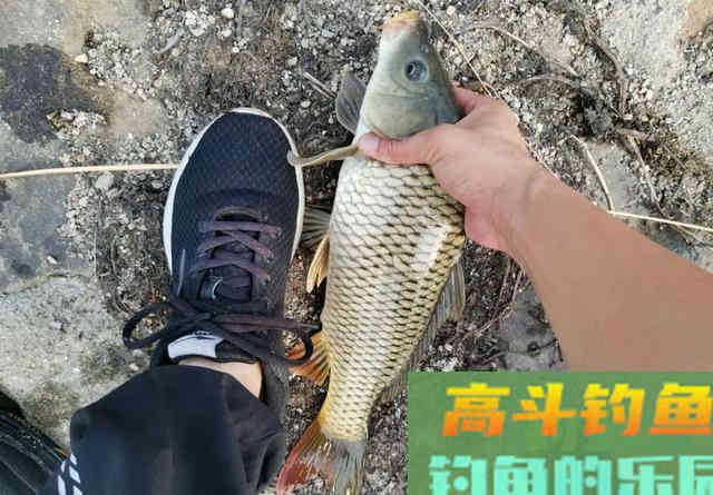 钓鲤鱼如何调漂？是一钩到底一钩悬浮好
