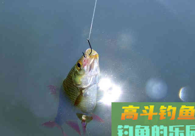 早春如何野钓鲫鱼呢?解析自然水域作钓鲫鱼的2技巧 早春如何野钓鲫鱼呢?解析自然水域作钓鲫鱼的2技巧