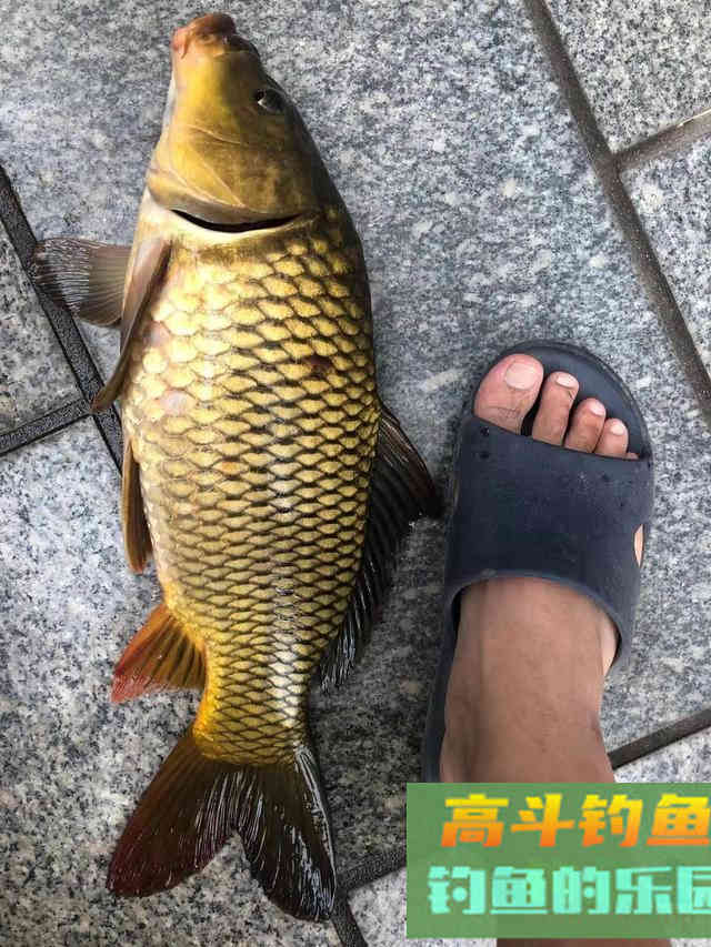夏天钓大鲤鱼全攻略,找藏身处爆护不难,附自制饵料配方 夏天钓大鲤鱼全攻略,找藏身处爆护不难,附自制饵料配方