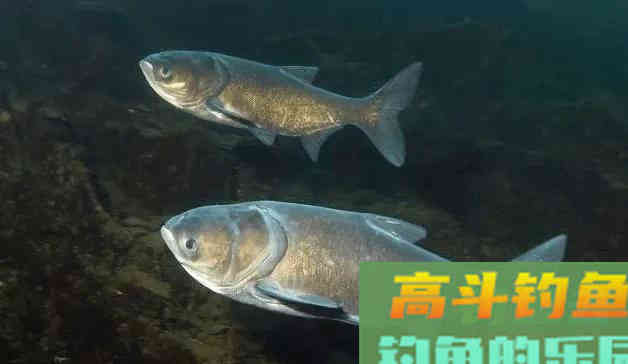 鲢鳙好不好钓？答案：好钓