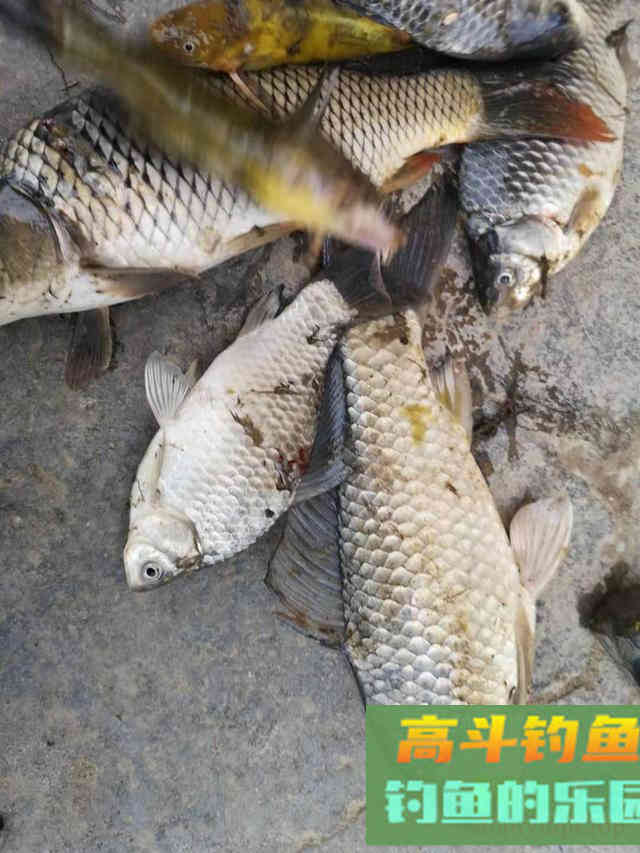 深秋降温后野钓鲫鱼思路 深秋降温后野钓鲫鱼思路