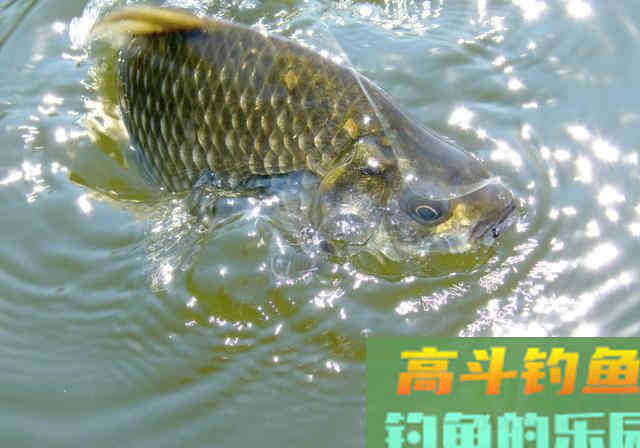 若想要在深秋钓得能够切线的大鲫鱼，这样制作窝料和设定钓法