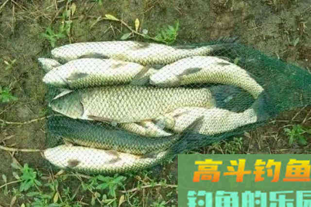 气温太高，征服草鱼还得用绝招