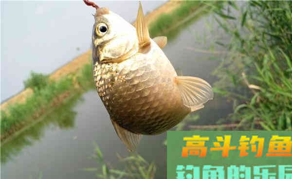 秋季草洞钓大鲫鱼的注意事项，传统钓的一点经验