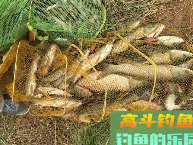 野钓大草鱼攻略