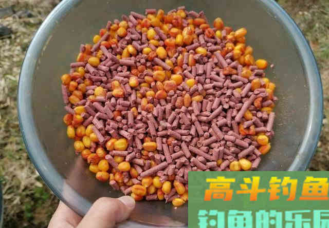玉米还是商品饵?钓草鱼什么时候选什么饵,看此文就明白 玉米还是商品饵?钓草鱼什么时候选什么饵,看此文就明白