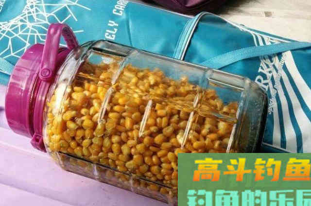 伏天一热,我立马就用这鲤鱼钓法 伏天一热,我立马就用这鲤鱼钓法