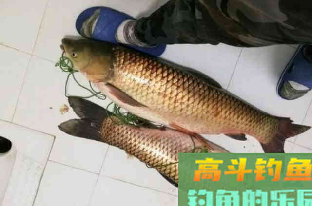 说千道万,草鱼还得按我的套路来钓 说千道万,草鱼还得按我的套路来钓
