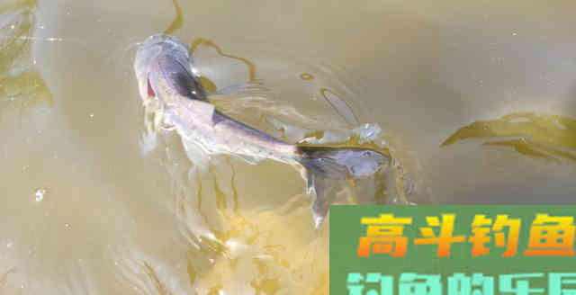 爆拉鲢鳙关键在于用饵节奏,可惜多数钓友并不知晓 爆拉鲢鳙关键在于用饵节奏,可惜多数钓友并不知晓