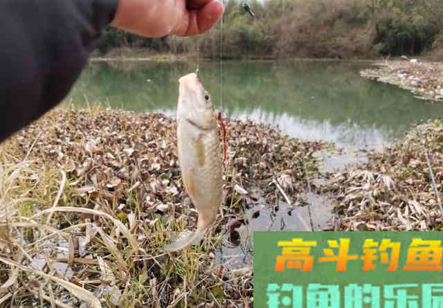 钓到大鲫鱼并非偶然，多天实战，解释野钓的正确思路