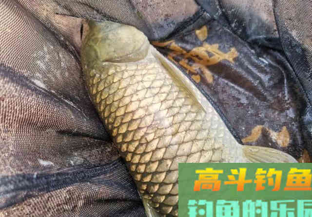 这6种鱼很容易认错，老钓手也经常犯浑