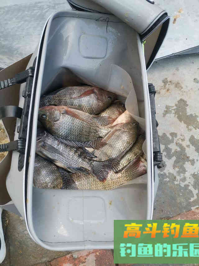 野钓罗非正当时,个头大数量多饵料简单 野钓罗非正当时,个头大数量多饵料简单