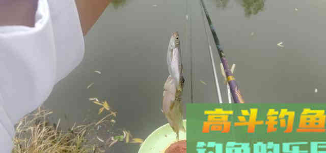 白条学会这样钓，直接拉到手软