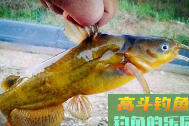天一冷，黄骨鱼怎么钓，老钓友出招，比钓鲫鱼还过瘾