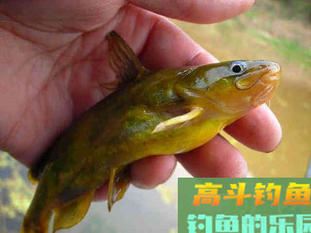 钓黄辣丁掌握好三个时机，四种钓法，一项注意