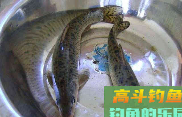 花骨鱼怎么钓？野钓客教你