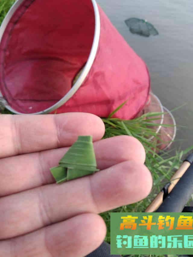 用芦苇叶钓草鱼怎么挂钩?其实很好办,打个结而已 用芦苇叶钓草鱼怎么挂钩?其实很好办,打个结而已