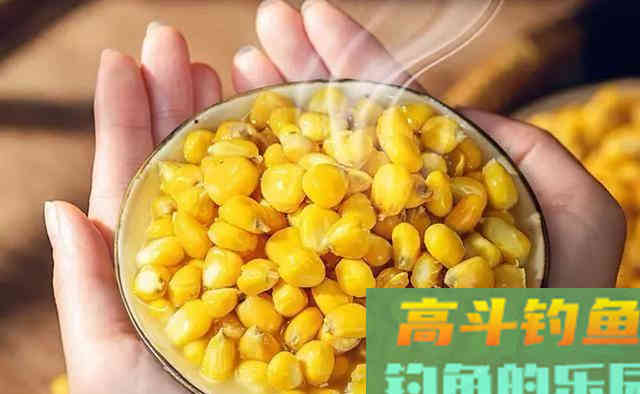 钓青鱼使用玉米饵料垂钓，我们应该如何调钓