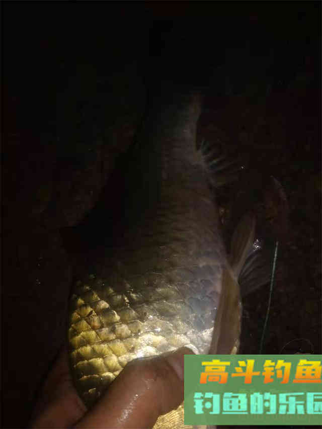 深秋钓大板鲫全攻略，冰柜已塞满，饵料可以自制