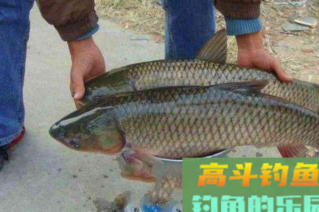 别嫌草鱼难钓到怀疑人生,二十老钓手用了这绝招 别嫌草鱼难钓到怀疑人生,二十老钓手用了这绝招