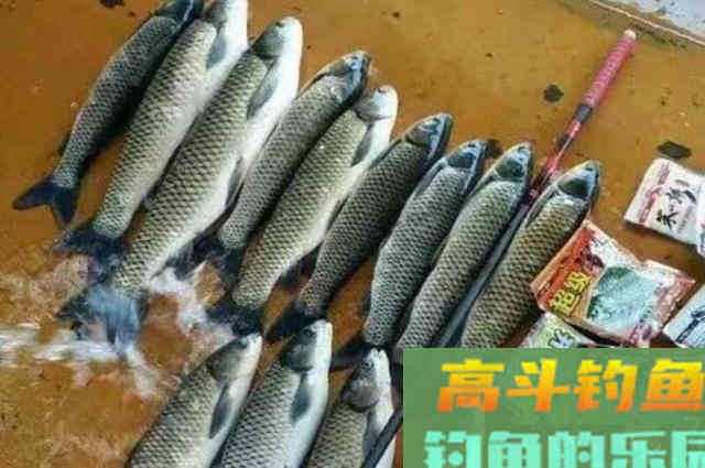 立春过后，还嫌草鱼不好钓？按我说的做