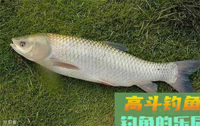 老钓友分享如何用草来钓大草鱼