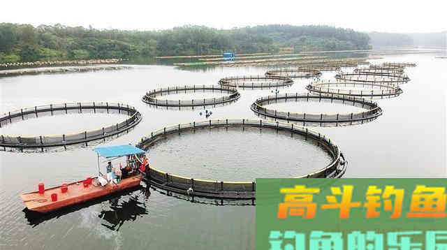 成都一水库发现罗非鱼,有人钓了十几斤,网友:冬天还吃钩? 成都一水库发现罗非鱼,有人钓了十几斤,网友:冬天还吃钩?