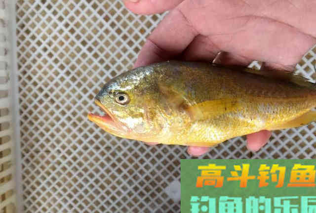 什么是黄鱼？如何垂钓黄鱼的一些技巧