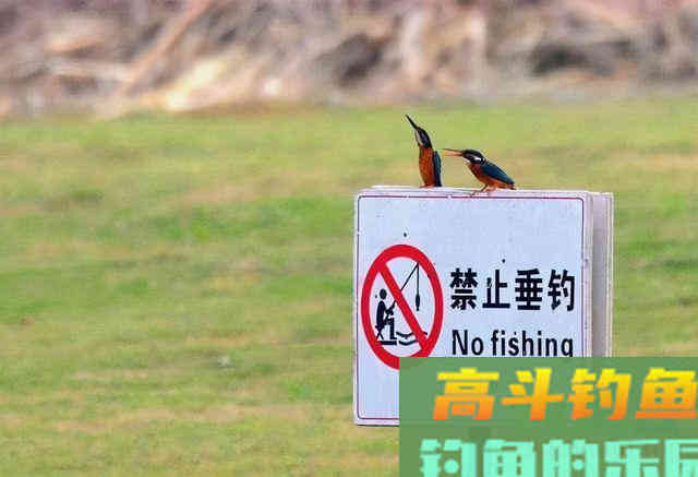 鲫鱼小于10厘米，超过10条就必须放流，未来野钓应该怎么办