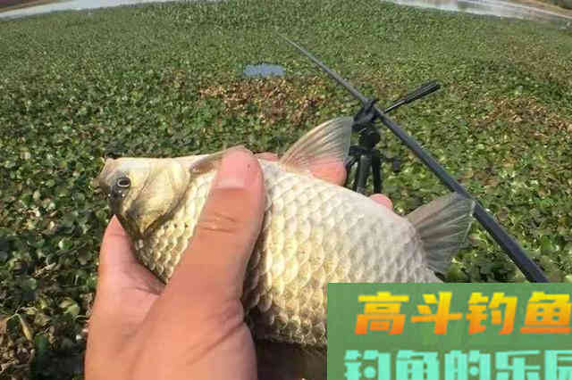 夏钓大鲫一旦换用这3招,中鱼率高到没话说 夏钓大鲫一旦换用这3招,中鱼率高到没话说
