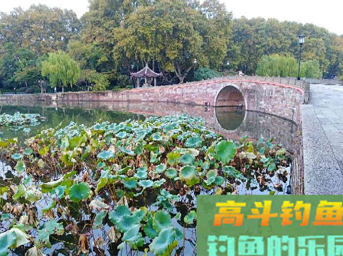 初冬钓大鲫体会，从四个方面解析，教你钓大鲫鱼