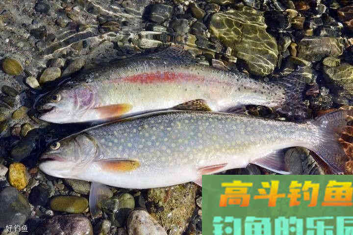 夏季野钓鲢鳙，熟悉这6点只会让你连竿不断