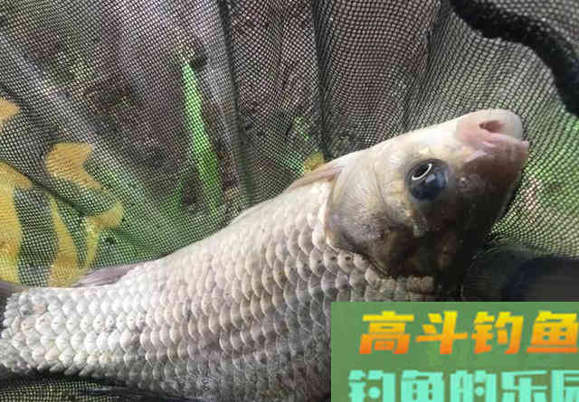 野钓鲫鱼调漂方法 野钓鲫鱼调漂方法