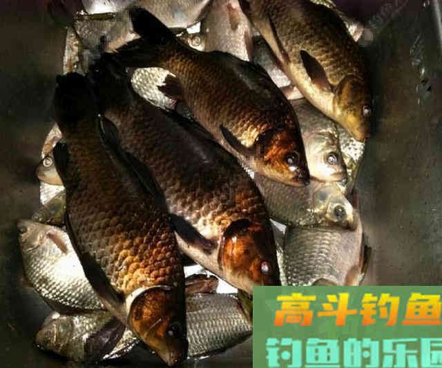 全身漆黑如墨的鲫鱼，这种鲫鱼能吃吗