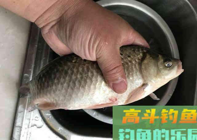 冬季野钓大鲫鱼时,需要钓友牢牢记住的十字诀 冬季野钓大鲫鱼时,需要钓友牢牢记住的十字诀