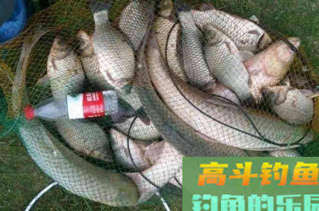 伏天热，草鱼不好钓怎么办？悄悄告诉你3大秘