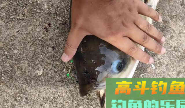 钓鲢鳙打不到正口？那是提竿不及时