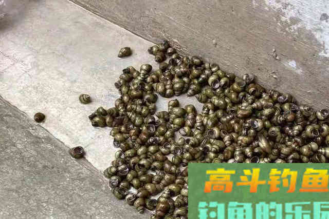 热天用这青鱼钓法，比狂拔鲤鱼更痛快