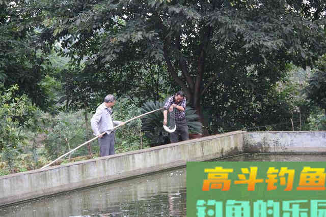 只要窝子打得对路子,连蚯蚓都能钓上来草鱼 只要窝子打得对路子,连蚯蚓都能钓上来草鱼