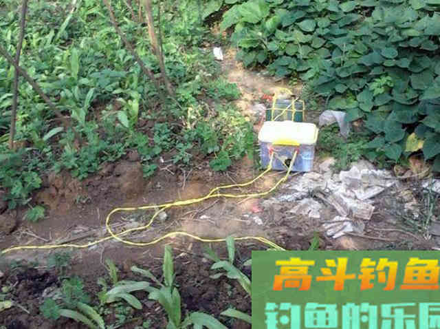 钓鲶鱼的四种动物荤饵,的实用技巧 钓鲶鱼的四种动物荤饵,的实用技巧