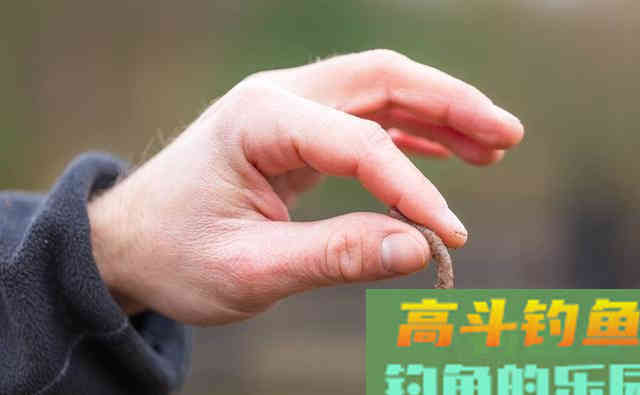 自然水域钓草鱼,记住这三点,选对野钓草鱼的饵料 自然水域钓草鱼,记住这三点,选对野钓草鱼的饵料