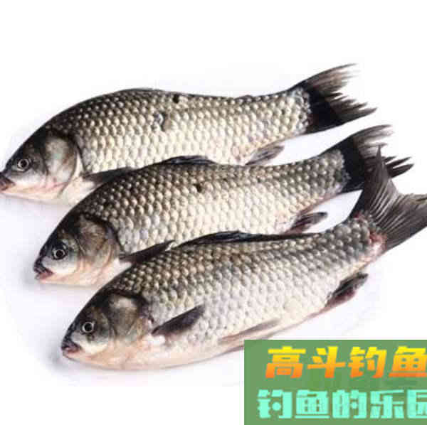 常说的土鲫、工程鲫、大板鲫,是属于什么品种的鲫鱼 常说的土鲫、工程鲫、大板鲫,是属于什么品种的鲫鱼