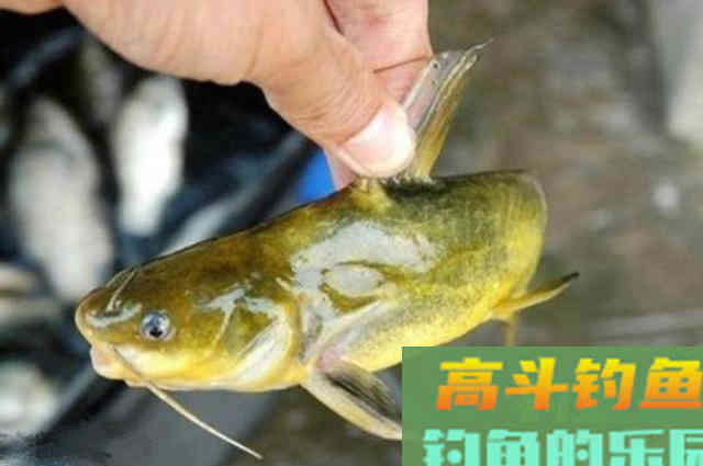 三伏天了，我就喜欢用这黄骨鱼钓法，用二十年没失效