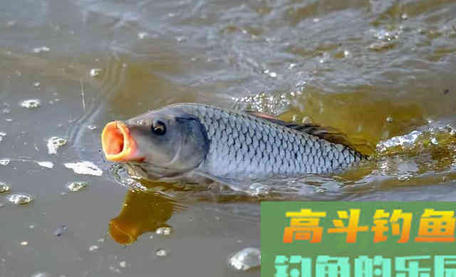 钓到这六种鱼,吃货也不要,只能就地处理 钓到这六种鱼,吃货也不要,只能就地处理