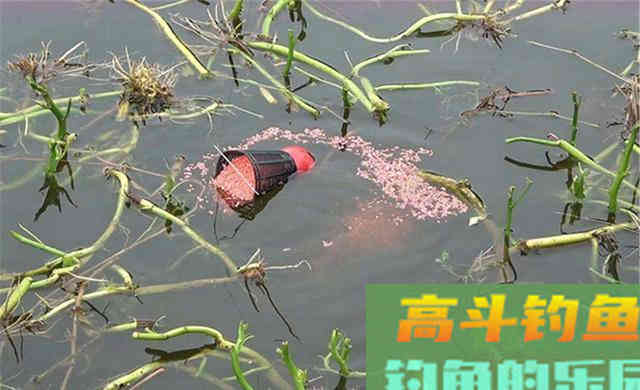 上几条鱼就停口?打窝后多做个步骤,鱼口不断连竿上鱼 上几条鱼就停口?打窝后多做个步骤,鱼口不断连竿上鱼