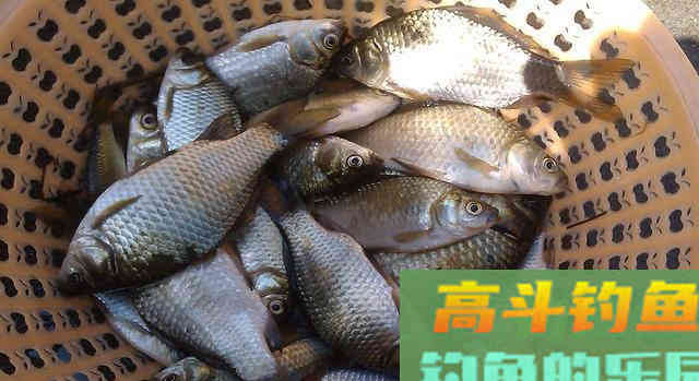 冬季钓鲫鱼,用这4种东西做钓饵,不愁鱼儿不上钩 冬季钓鲫鱼,用这4种东西做钓饵,不愁鱼儿不上钩