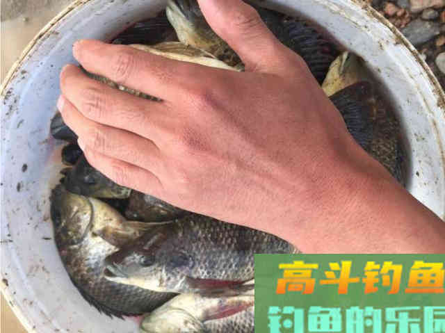 罗非鱼的习性解析，解析它爱谈恋爱的钓法