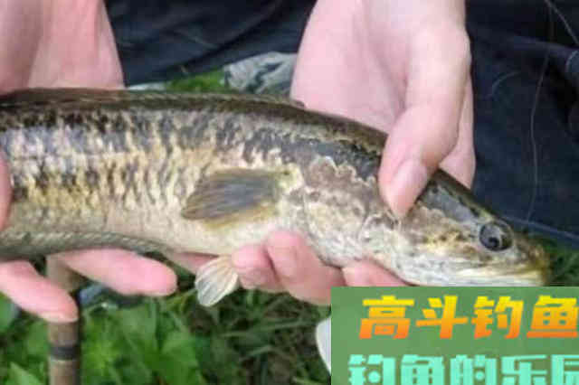 难道这才是黑鱼一次次上钩的原因？果断尝试这新钓法